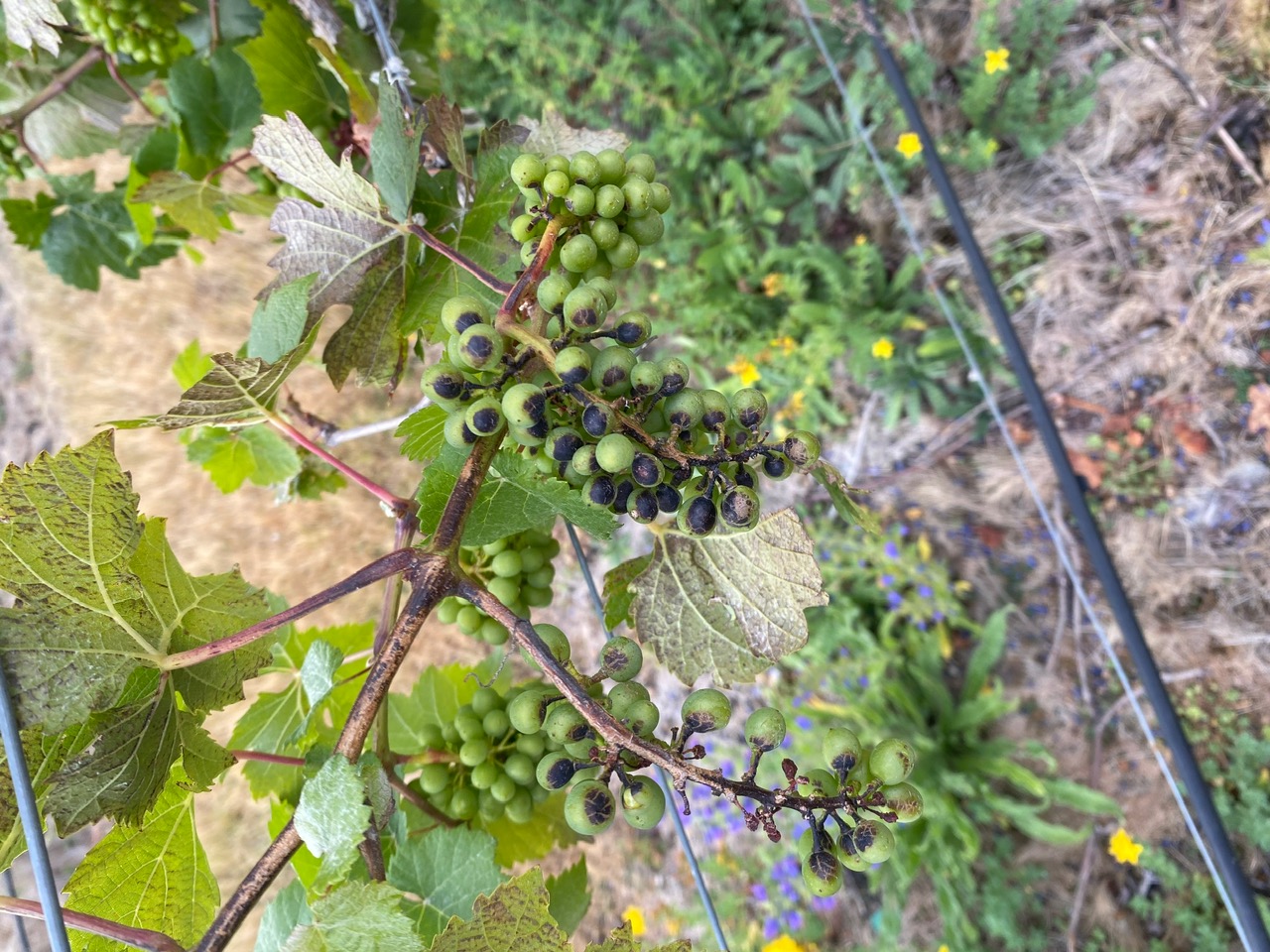 Grape cluster showing disease pressure