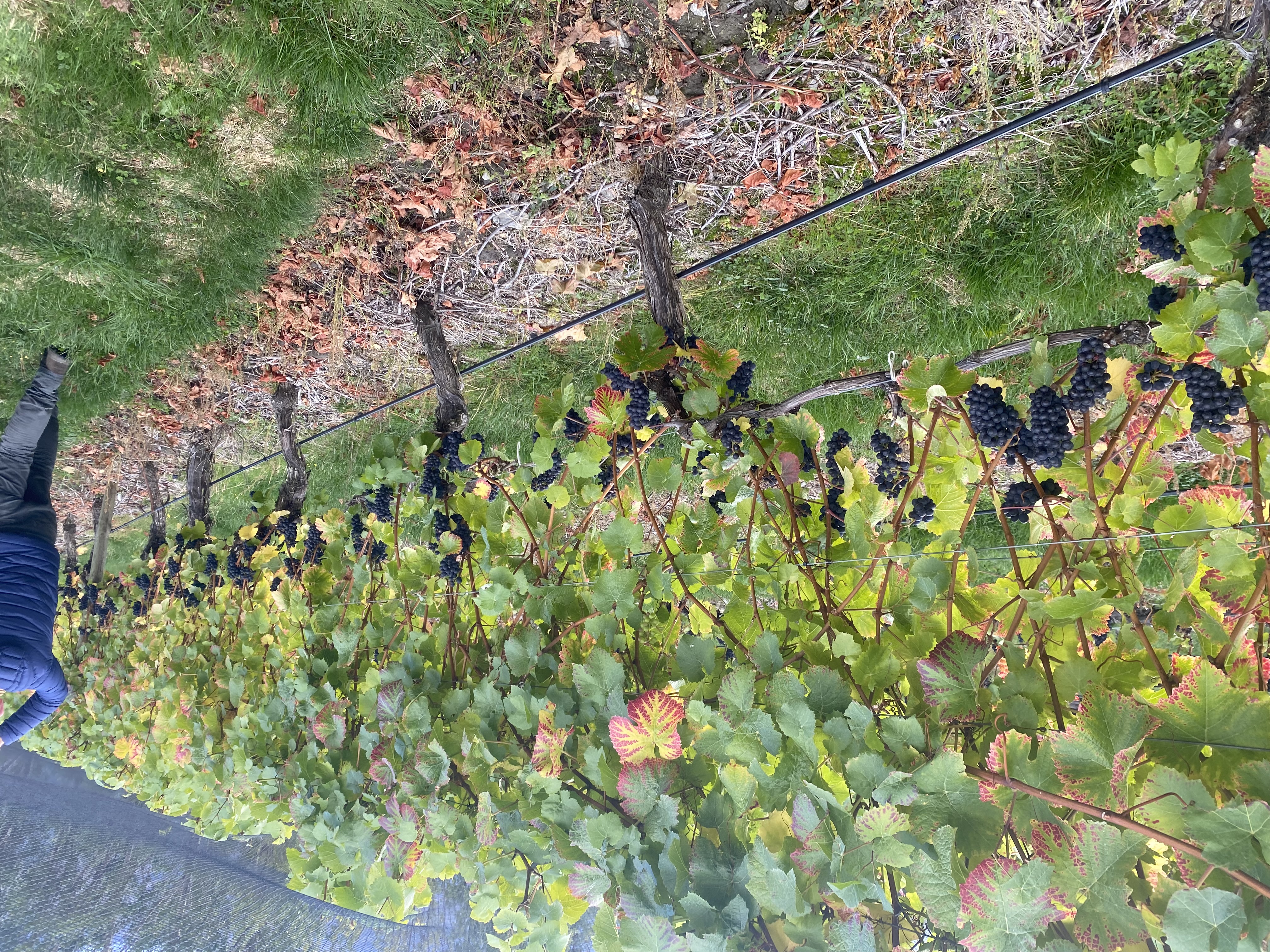 Vineyard canopy at block level