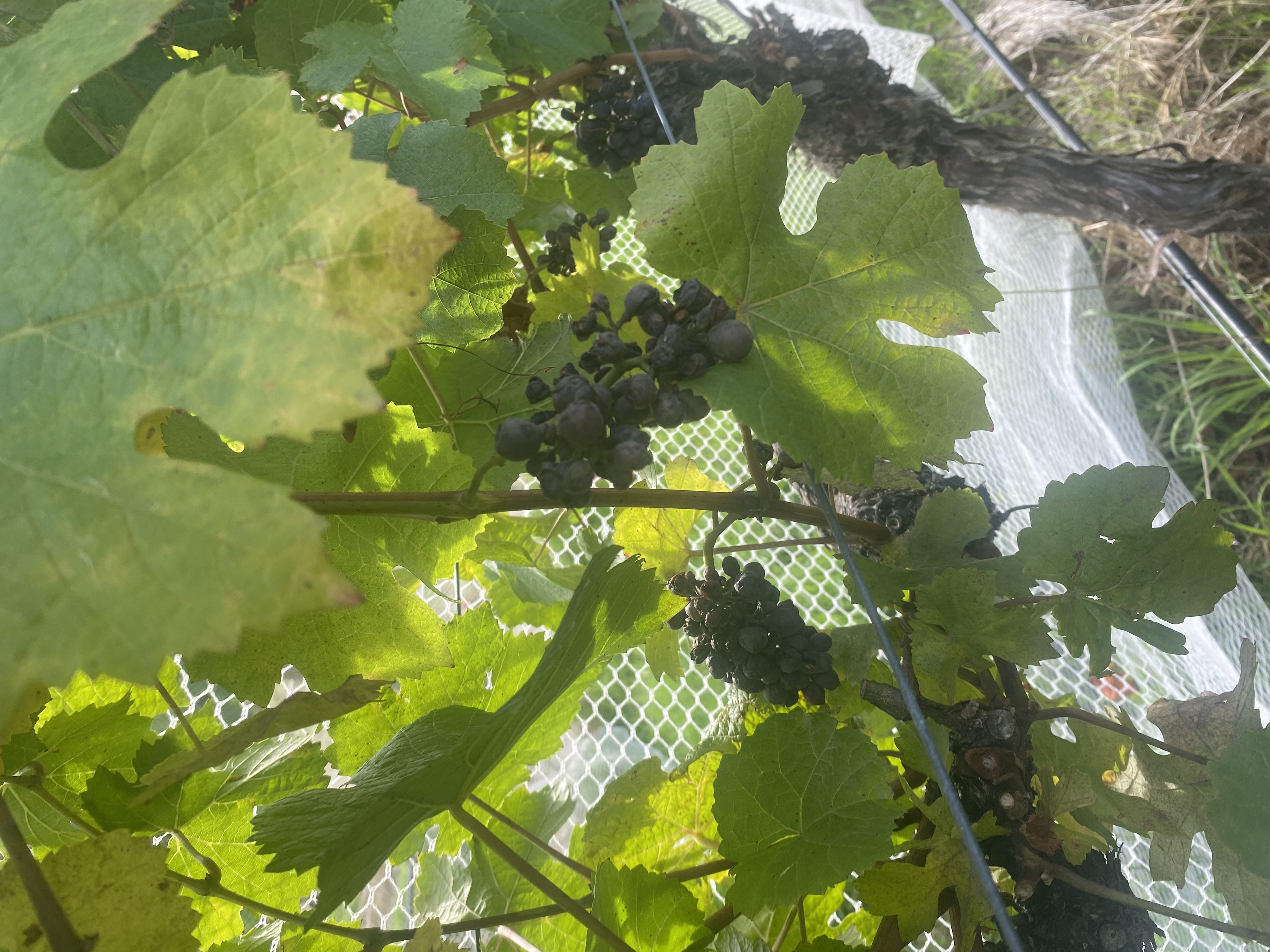 Vineyard row and mature fruit