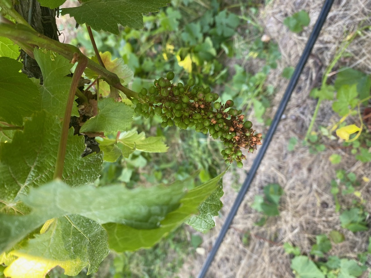Vineyard canopy with fruit zone